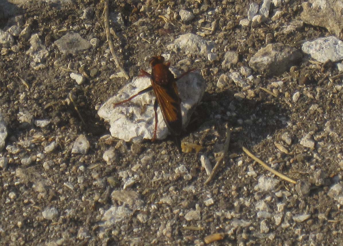 Asilidae: Asilus barbarus