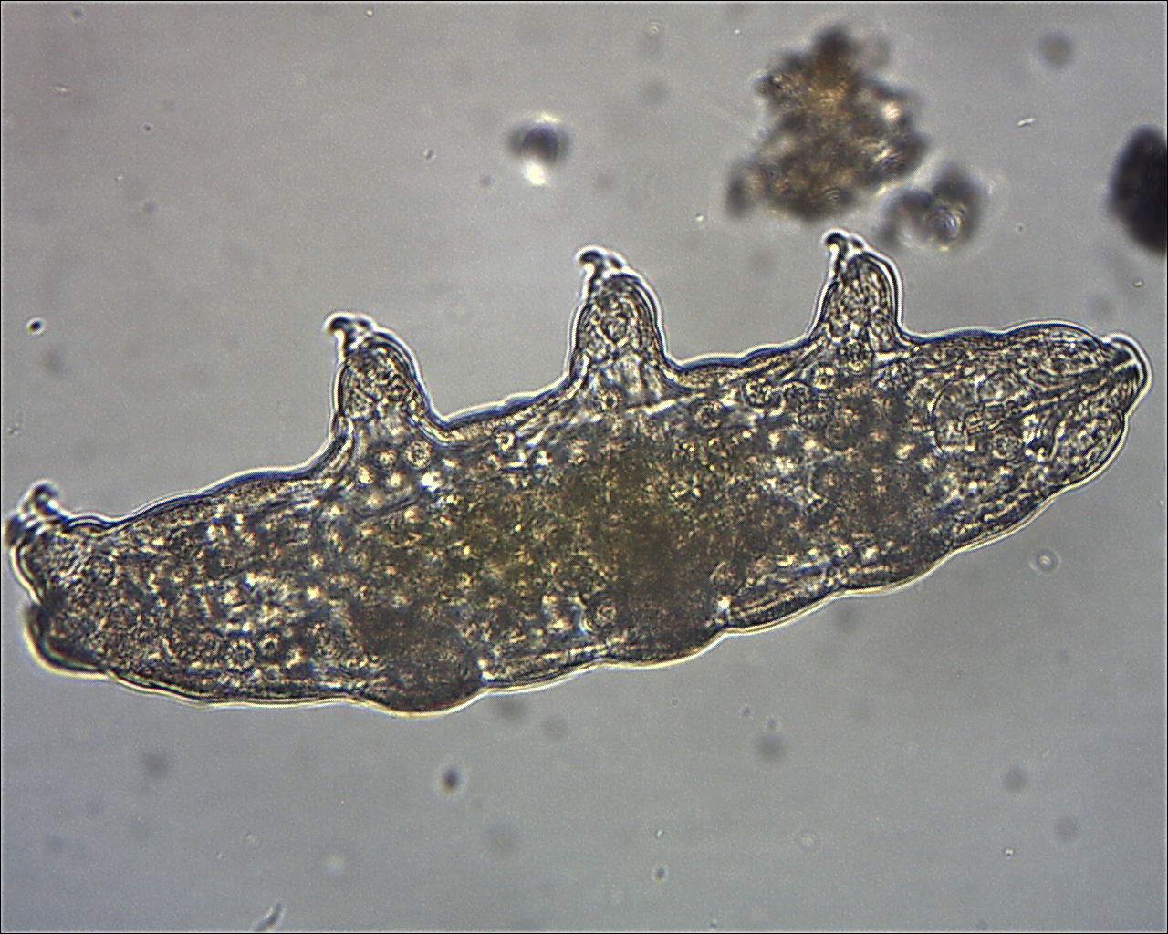Tardigradi