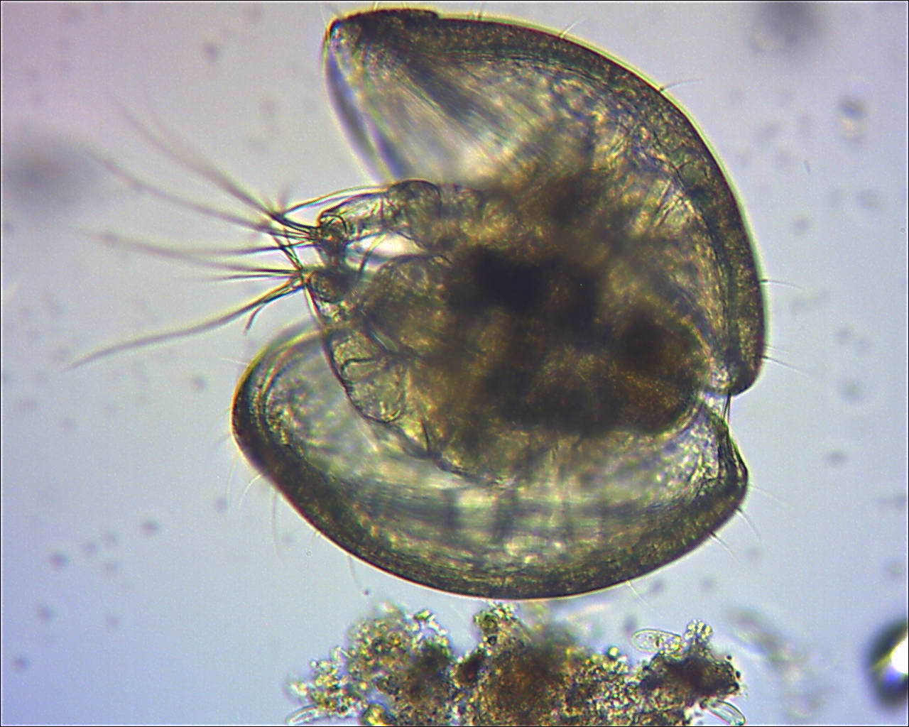 ostracode , Natura Mediterraneo Forum Naturalistico