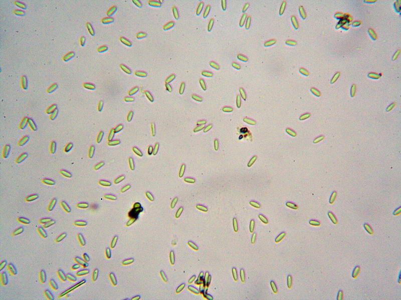 Batteri del ministagno