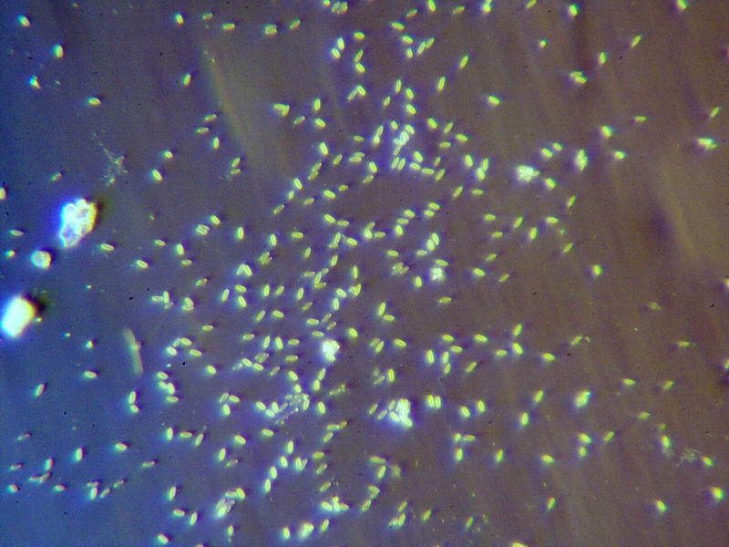 Batteri del ministagno