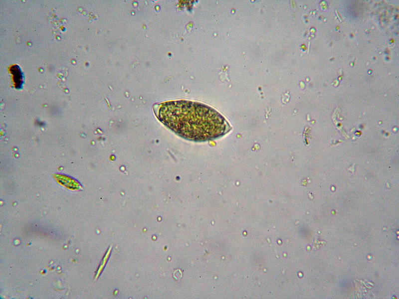 Euglena
