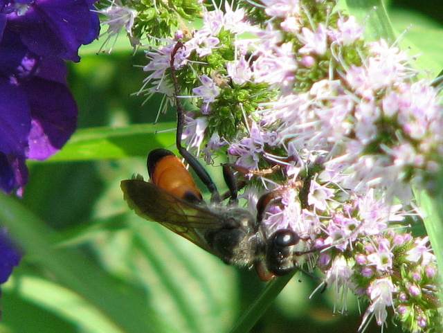 Sphecidae - Sphex ...