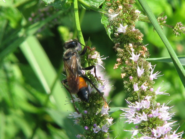 Sphecidae - Sphex ...