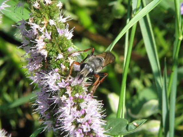 Sphecidae - Sphex ...