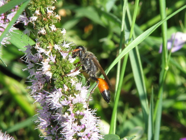 Sphecidae - Sphex ...