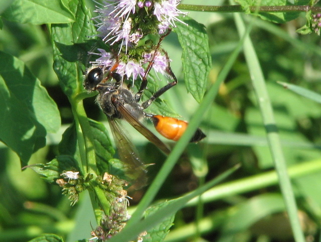 Sphecidae - Sphex ...
