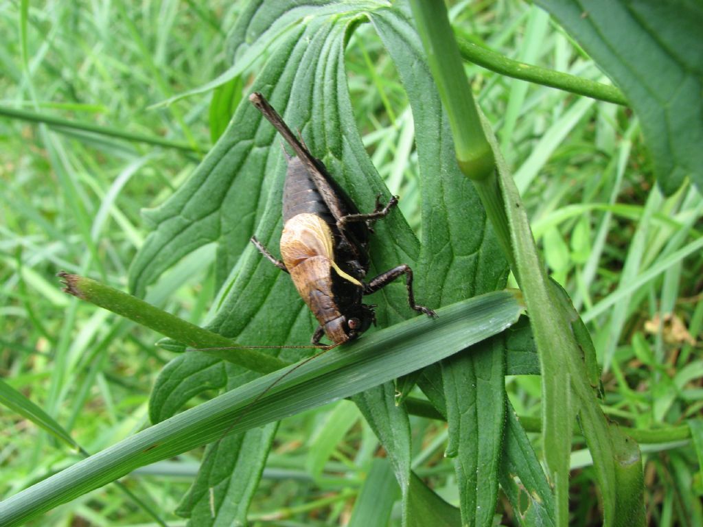 Antaxius difformis??  No, Pholidoptera aptera aptera