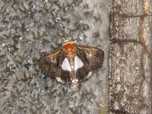 Falena