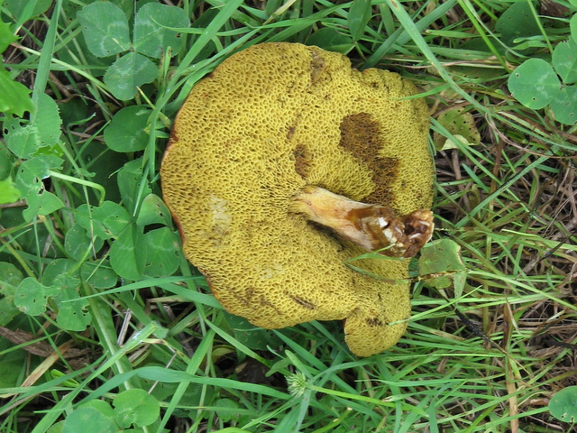 fungo da determinare