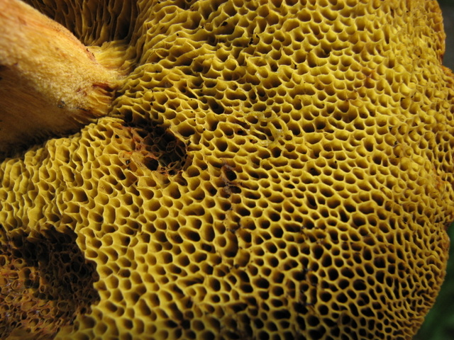 fungo da determinare