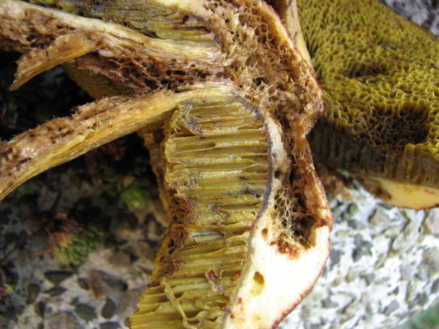 fungo da determinare