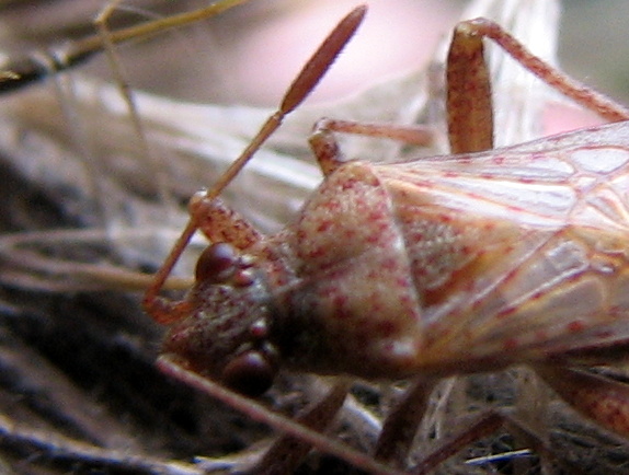 quale Rhopalidae ?
