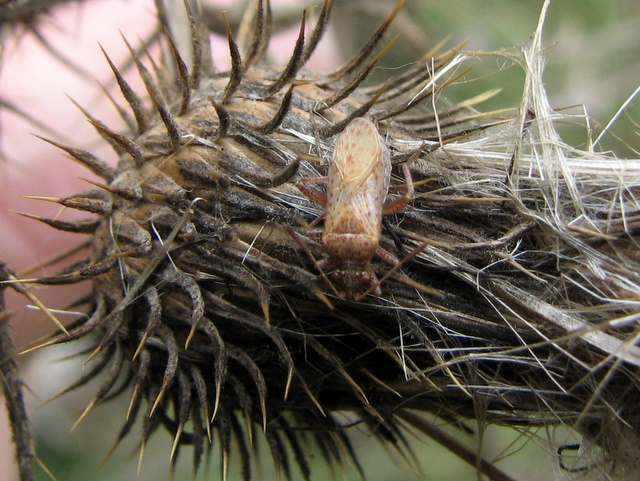 quale Rhopalidae ?