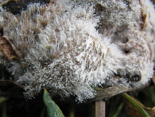 Cos''�? E'' un mixomiceto????