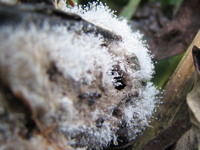 Cos''�? E'' un mixomiceto????