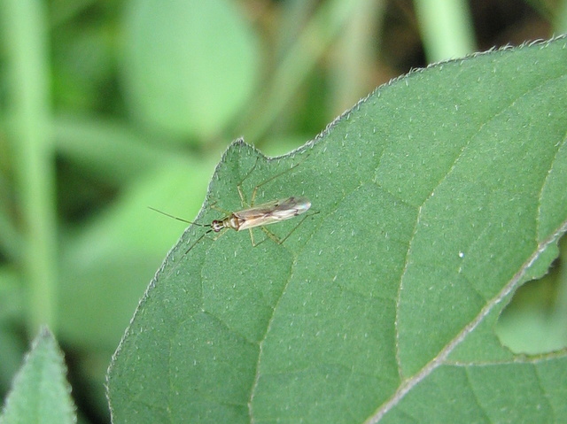 Miridae: Dicyphus sp.