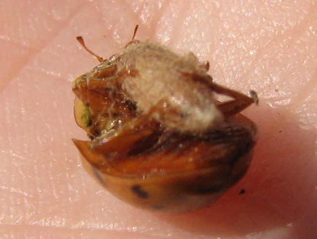Coccinella con fagottino