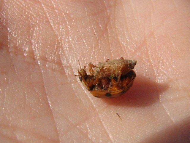 Coccinella con fagottino