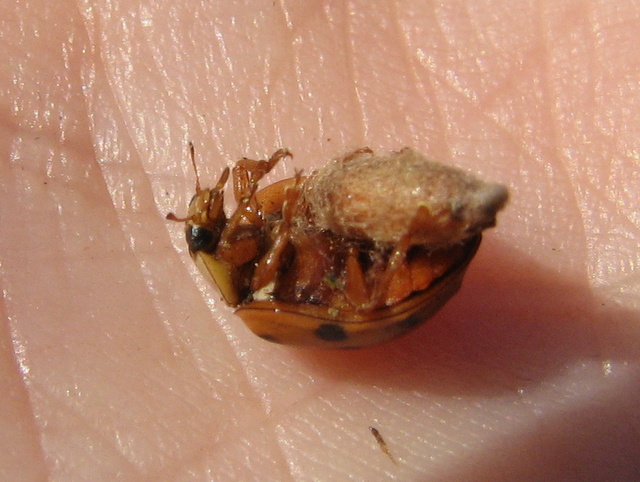 Coccinella con fagottino