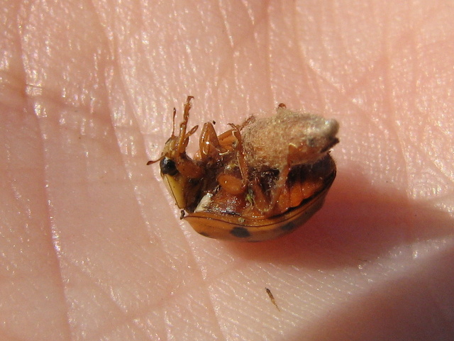 Coccinella con fagottino