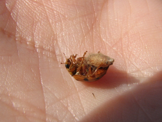 Coccinella con fagottino