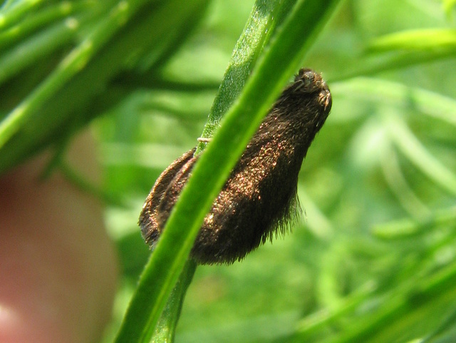 Falena scura e pelosa da id