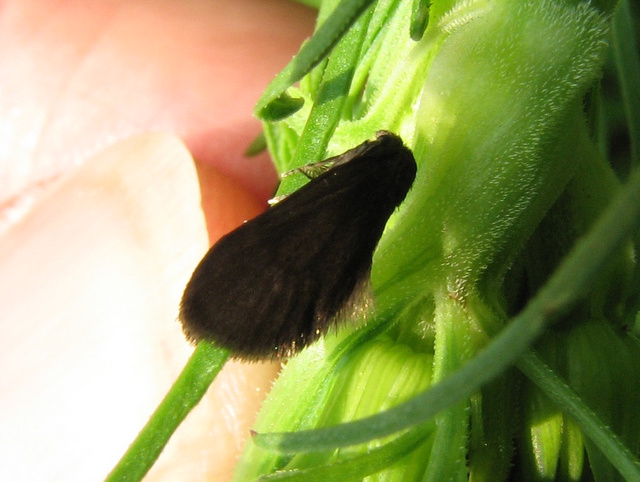 Falena scura e pelosa da id