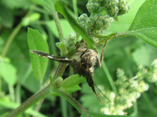 Altra noctuidae