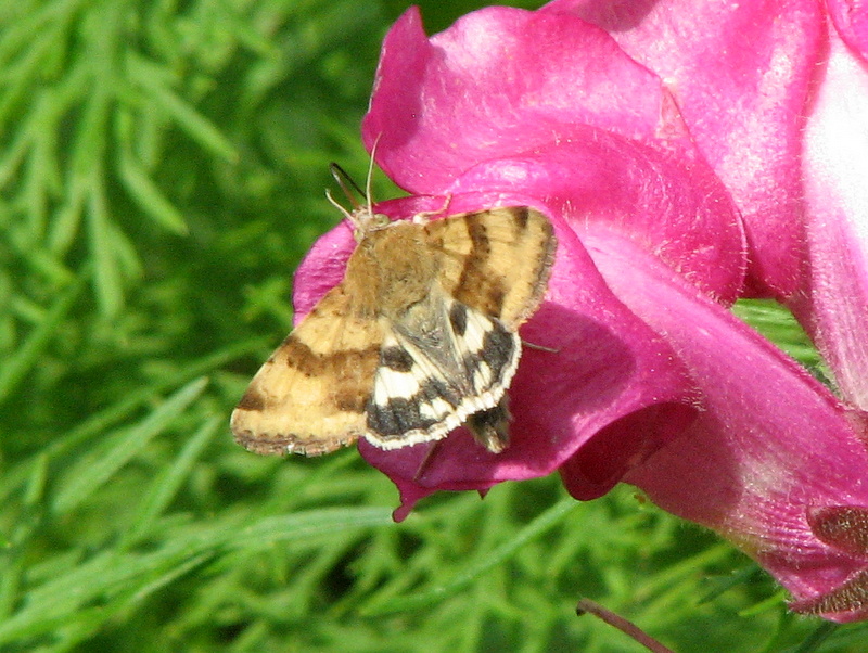 Noctuidae da id