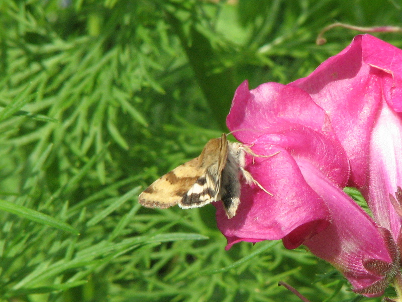 Noctuidae da id