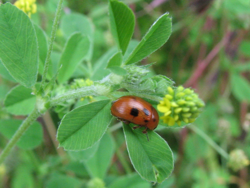 coleottero da id: Gonioctena fornicata (cf.)