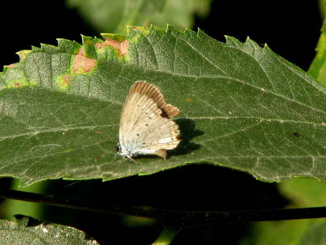 Lycaenidae da id