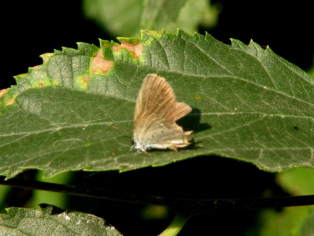 Lycaenidae da id