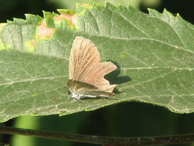 Lycaenidae da id