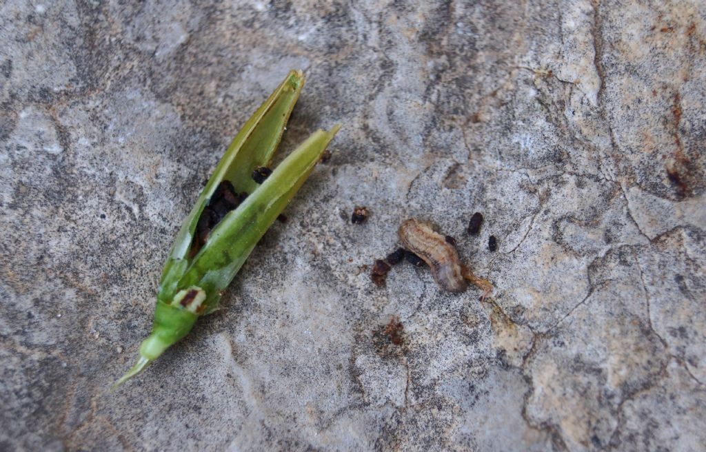 Identificazione larva