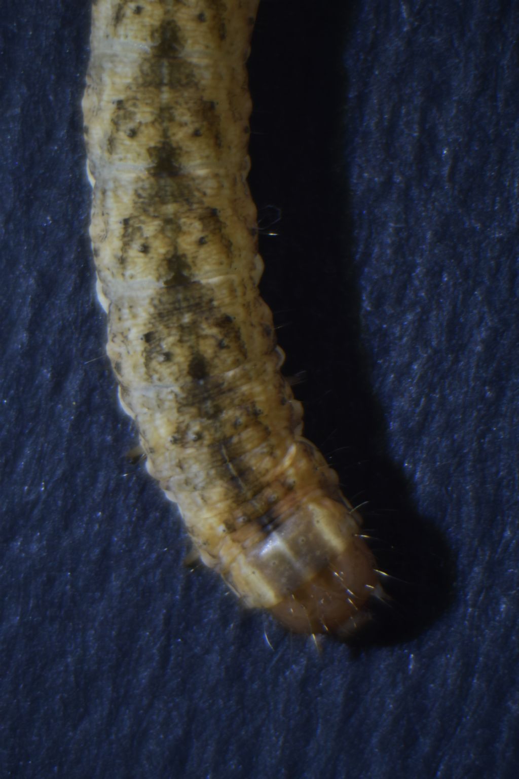 Identificazione larva