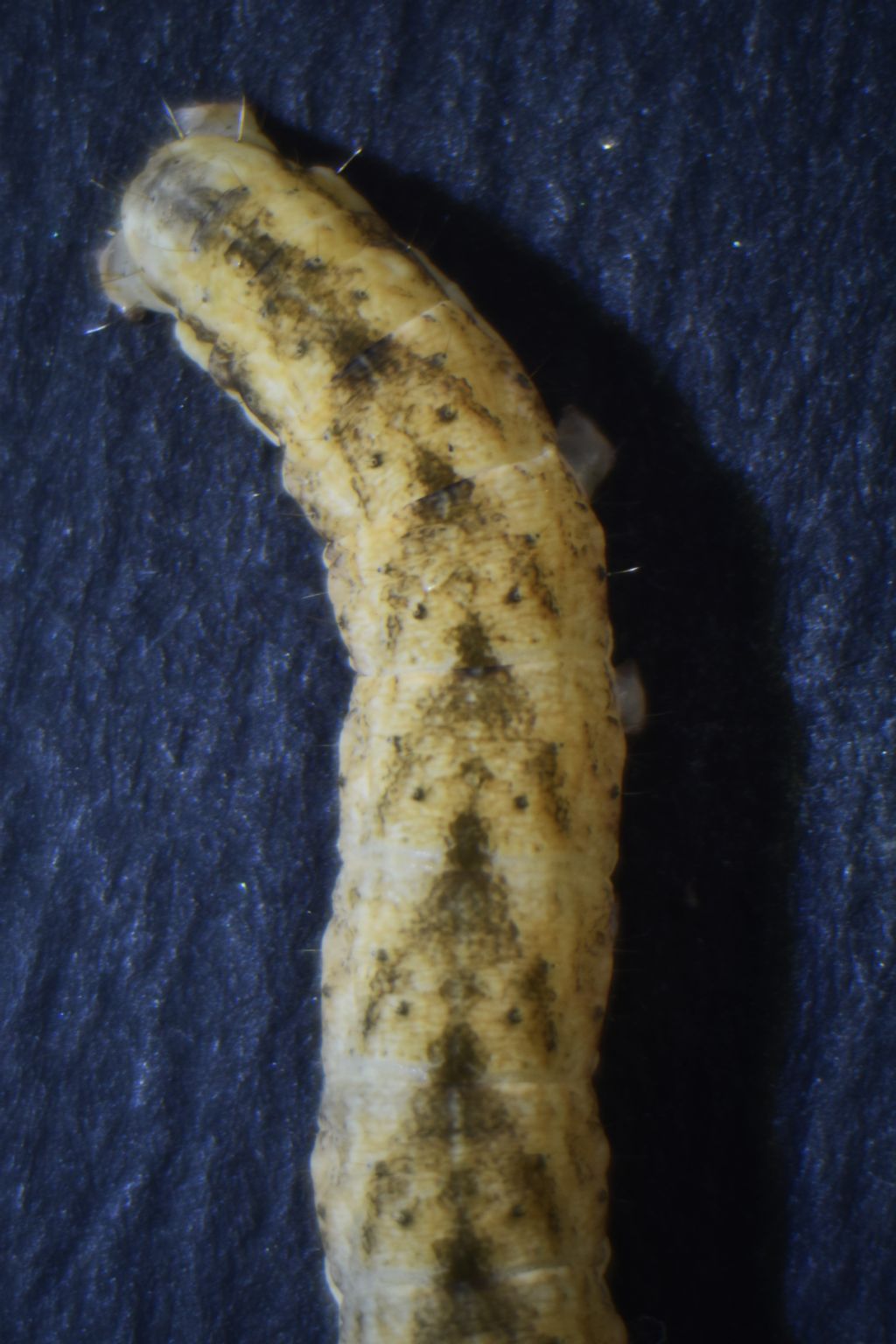 Identificazione larva