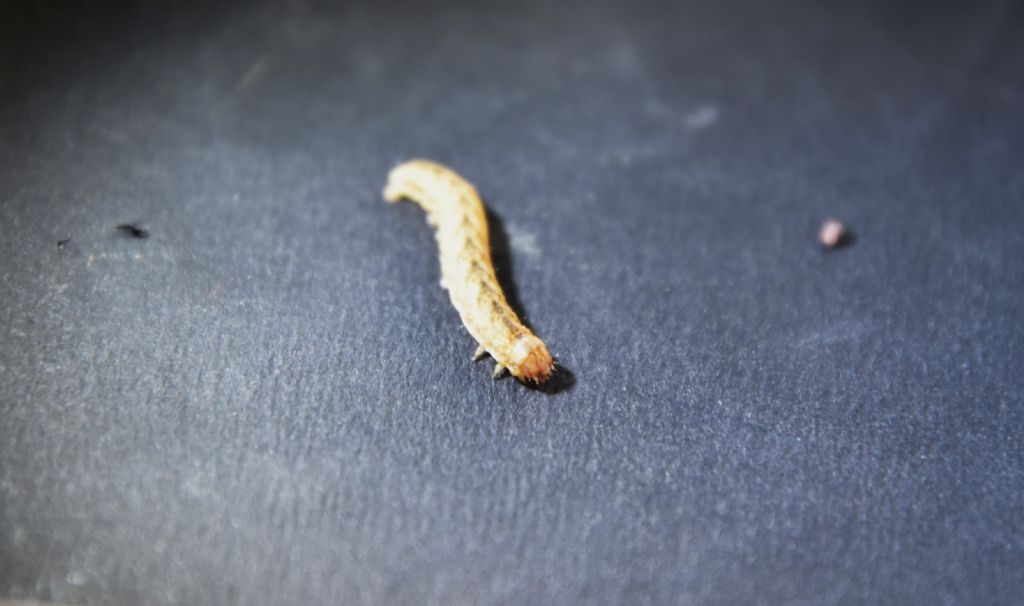 Identificazione larva