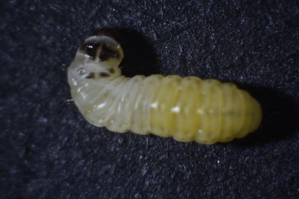 Identificazione larva: Tortricidae sp.