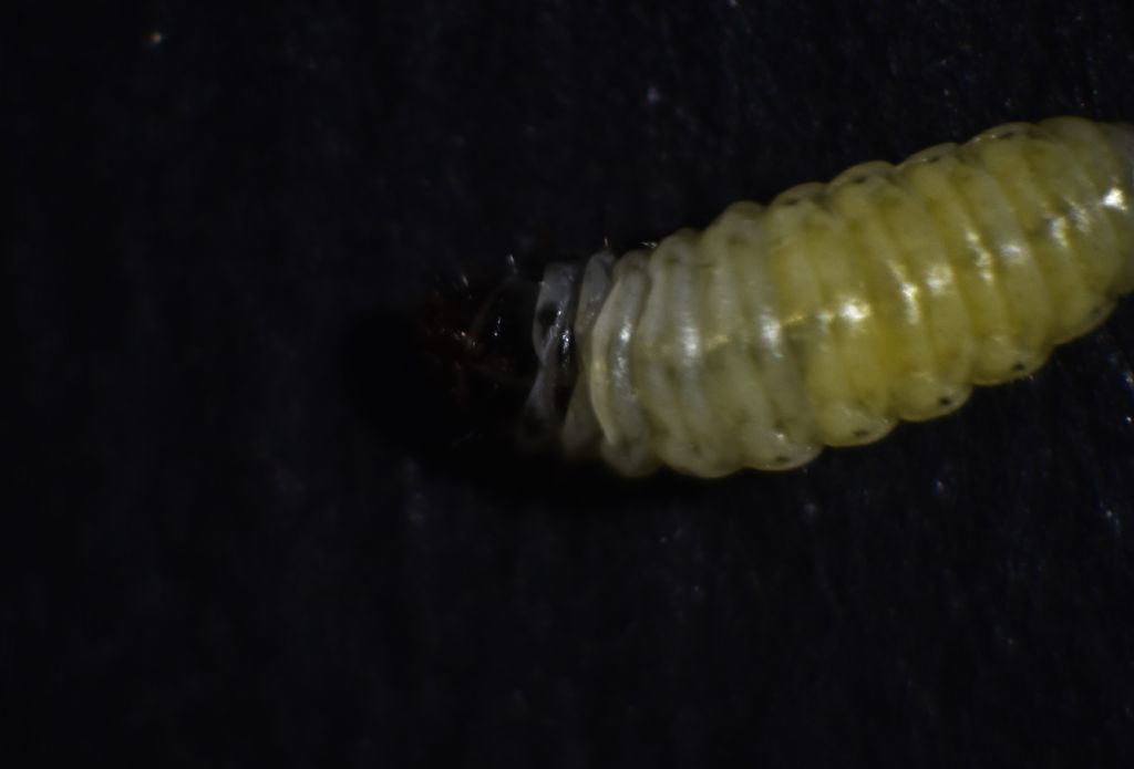 Identificazione larva: Tortricidae sp.
