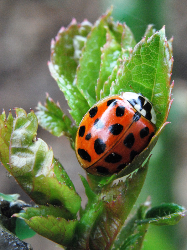 Harmonia axyridis