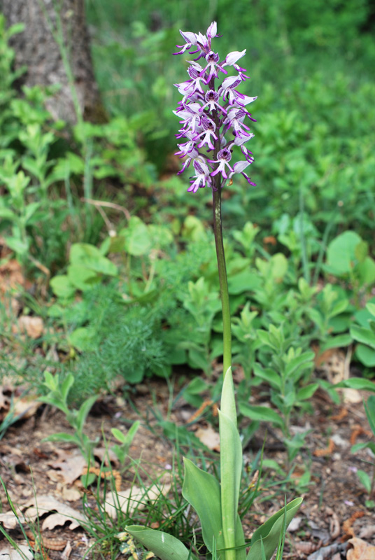 Orchis  beyrichii ( O. militaris x O. simia) ?