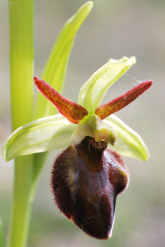 Ophrys hybrida - Pokorny ex Rchb. f. 1851 - (O. insectifera  O. sphegodes)
