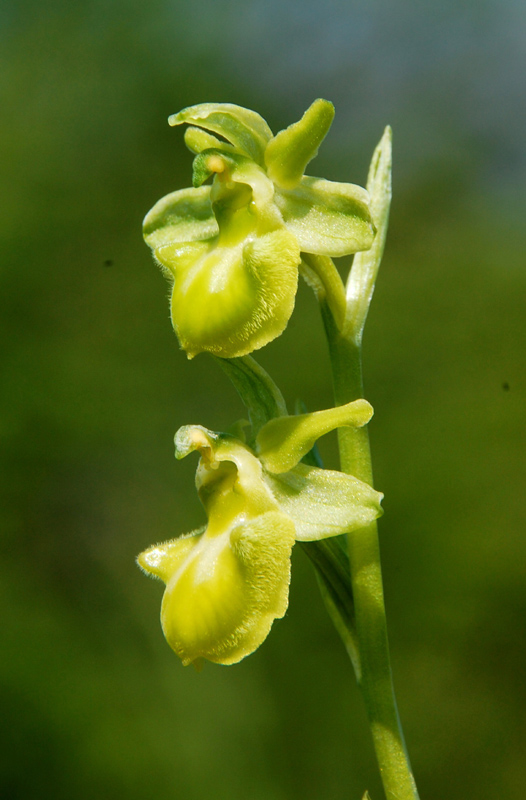 Ophrys sphegodes apocromatica