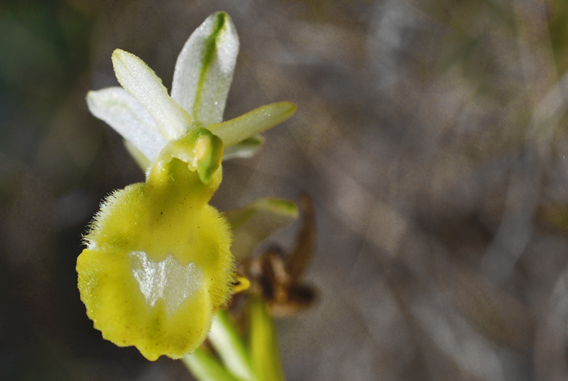 Ophrys bertolonii subsp. benacensis apocromatica