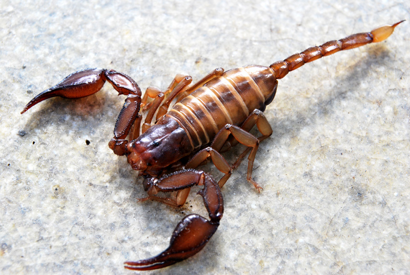 femmina di Euscorpius aquilejensis