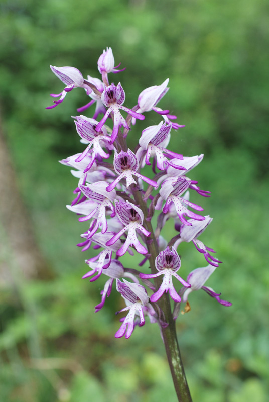 Orchis  beyrichii ( O. militaris x O. simia) ?