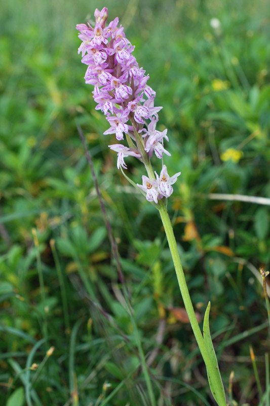  Pseudorhiza nieschalkii