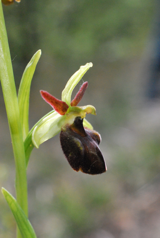 Ophrys hybrida - Pokorny ex Rchb. f. 1851 - (O. insectifera  O. sphegodes)